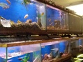 Midway Tropical Fish & Pets