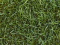 Trugreen Chemlawn