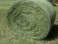 Gothenburg Feed Products Co - Alfalfa Pellets