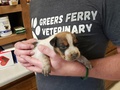 Greers Ferry Veterinary Clinic