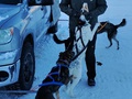 Alaskan Sled Dog & Racing Association