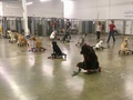 Sit Means Sit Dog Training
