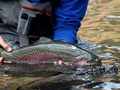 Aspen Flyfishing Inc